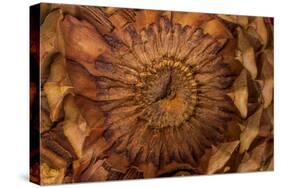 Pine Cone II-Kathy Mahan-Stretched Canvas