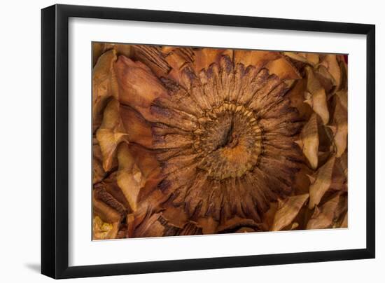 Pine Cone II-Kathy Mahan-Framed Photographic Print