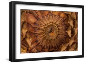 Pine Cone II-Kathy Mahan-Framed Photographic Print