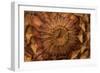 Pine Cone II-Kathy Mahan-Framed Photographic Print