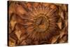Pine Cone II-Kathy Mahan-Stretched Canvas