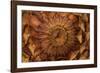 Pine Cone II-Kathy Mahan-Framed Photographic Print