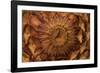 Pine Cone II-Kathy Mahan-Framed Photographic Print