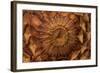 Pine Cone II-Kathy Mahan-Framed Photographic Print