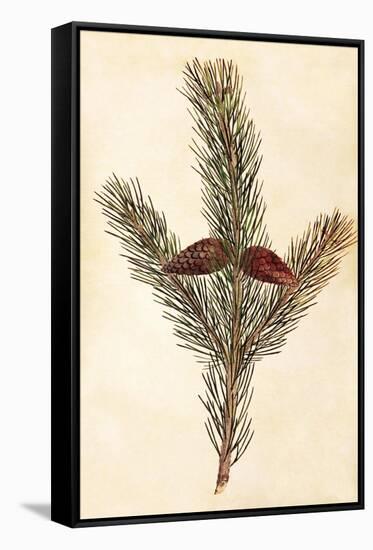 Pine Cone II-null-Framed Stretched Canvas