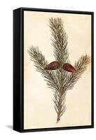 Pine Cone II-null-Framed Stretched Canvas