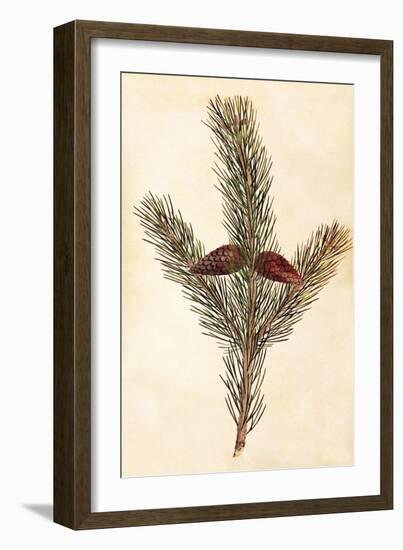 Pine Cone II-null-Framed Art Print