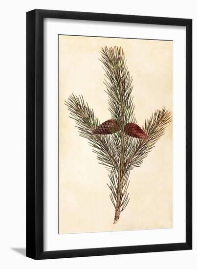 Pine Cone II-null-Framed Art Print