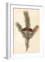 Pine Cone II-null-Framed Art Print