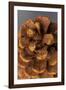 Pine Cone III-Kathy Mahan-Framed Photographic Print