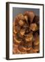 Pine Cone III-Kathy Mahan-Framed Photographic Print