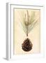 Pine Cone III-null-Framed Art Print