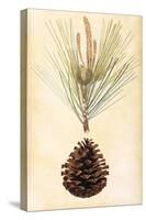 Pine Cone III-null-Stretched Canvas