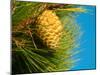 Pine Cone in Tree, New Zealand-William Sutton-Mounted Photographic Print