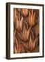 Pine Cone IV-Kathy Mahan-Framed Premium Photographic Print