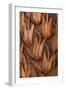 Pine Cone IV-Kathy Mahan-Framed Premium Photographic Print