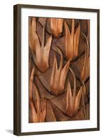 Pine Cone IV-Kathy Mahan-Framed Photographic Print