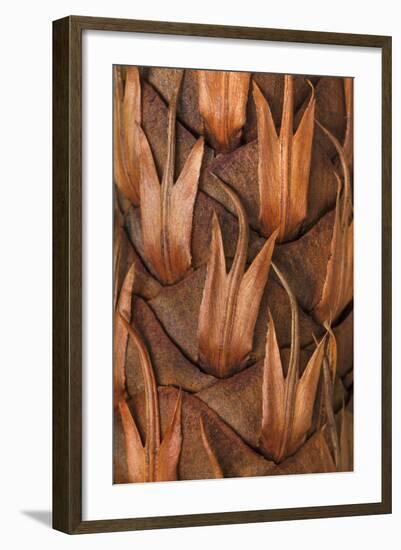 Pine Cone IV-Kathy Mahan-Framed Photographic Print