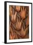 Pine Cone IV-Kathy Mahan-Framed Photographic Print