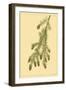 Pine Cone Pl. 268-null-Framed Art Print