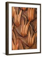 Pine Cone VI-Kathy Mahan-Framed Photographic Print