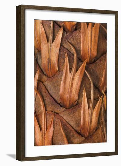 Pine Cone VI-Kathy Mahan-Framed Photographic Print