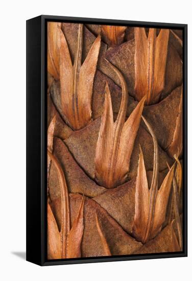 Pine Cone VI-Kathy Mahan-Framed Stretched Canvas