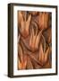 Pine Cone VI-Kathy Mahan-Framed Photographic Print