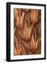 Pine Cone VI-Kathy Mahan-Framed Photographic Print