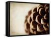 Pine Cone-Jessica Rogers-Framed Stretched Canvas