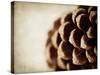 Pine Cone-Jessica Rogers-Stretched Canvas