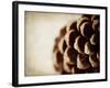 Pine Cone-Jessica Rogers-Framed Giclee Print