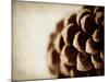 Pine Cone-Jessica Rogers-Mounted Giclee Print