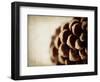 Pine Cone-Jessica Rogers-Framed Giclee Print