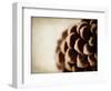 Pine Cone-Jessica Rogers-Framed Giclee Print