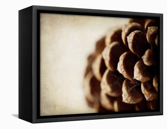 Pine Cone-Jessica Rogers-Framed Stretched Canvas