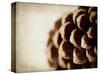 Pine Cone-Jessica Rogers-Stretched Canvas