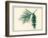 Pine Cone-Crockett Collection-Framed Giclee Print