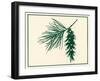 Pine Cone-Crockett Collection-Framed Giclee Print