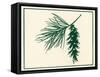 Pine Cone-Crockett Collection-Framed Stretched Canvas