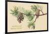 Pine Cones and Boughs-null-Framed Art Print