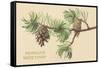 Pine Cones and Boughs-null-Framed Stretched Canvas