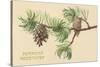 Pine Cones and Boughs-null-Stretched Canvas