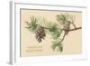 Pine Cones and Boughs-null-Framed Art Print