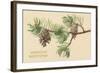 Pine Cones and Boughs-null-Framed Art Print