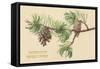 Pine Cones and Boughs-null-Framed Stretched Canvas