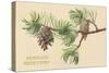 Pine Cones and Boughs-null-Stretched Canvas