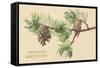 Pine Cones and Boughs-null-Framed Stretched Canvas