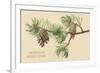 Pine Cones and Boughs-null-Framed Premium Giclee Print