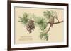 Pine Cones and Boughs-null-Framed Premium Giclee Print